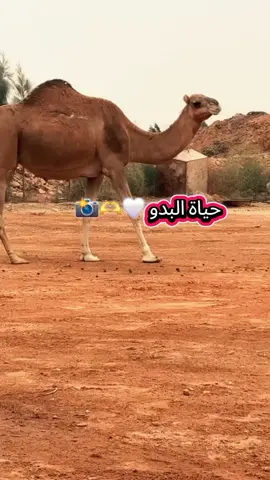 لعصابة باركيول لبحير كلير بولحراث لعويسي  سلي  دقفك فرع الجرك فرع لعشوش لويد الدخلة كالولة اكدمبلل ارظيظيع  القبرة ماغا