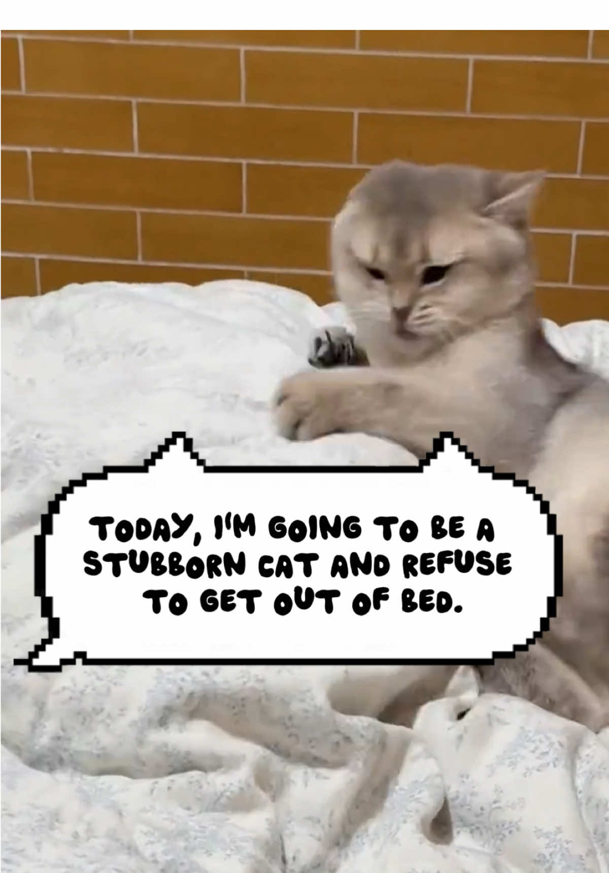 Today, I'm going to be a stubborn cat and refuse to get out of bed. #fyp 
