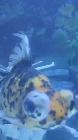 #CapCut #fypシ゚viral 