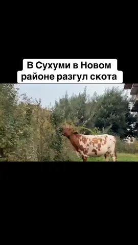 В Сухуми в Новом районе разгул скота #абхазия    #тбилиси     #абхазияэтогрузия   #грузия    #сухуми