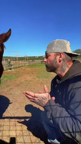 Horses always wanting me to get rid of the cattle 😂 #cows #horses #horse #cowboy #farm 