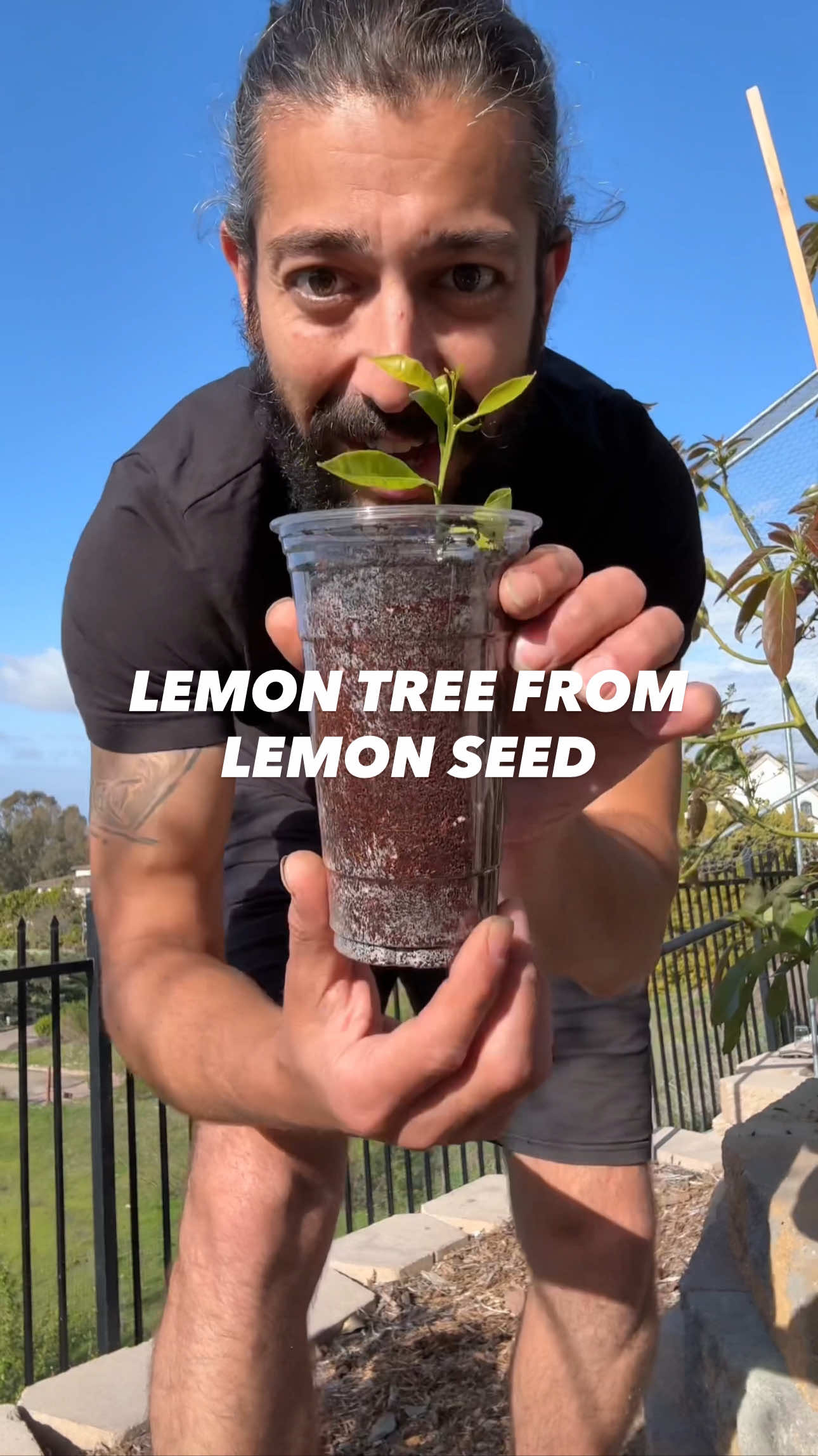 Next time you cut a lemon and seed pops out.. do this! 🍋#tiktokencyclopediacontest 