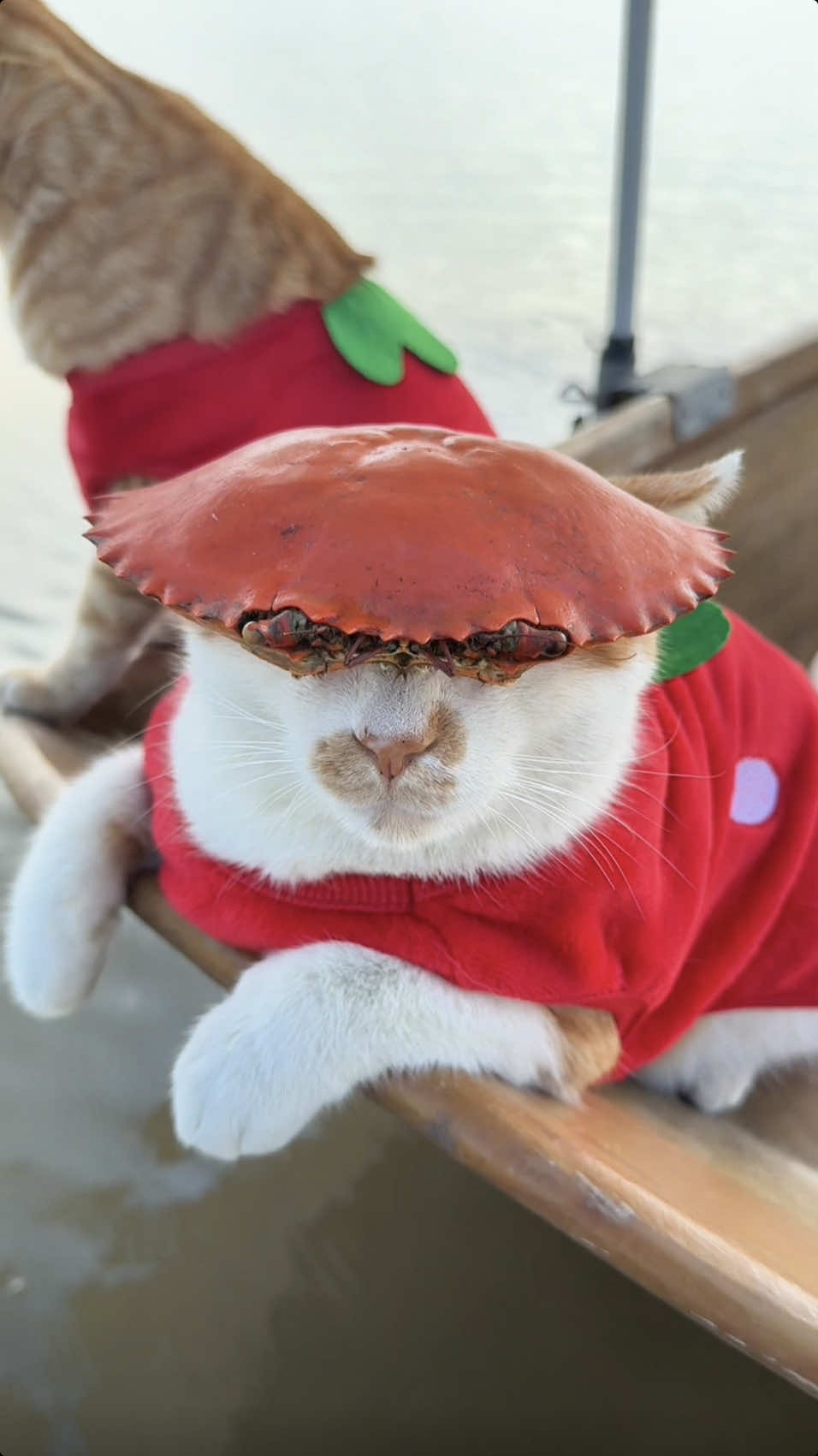 Seaside Tribe's Fishing Cats' Thanksgiving Feast #blockblast #thanksgiving #feast