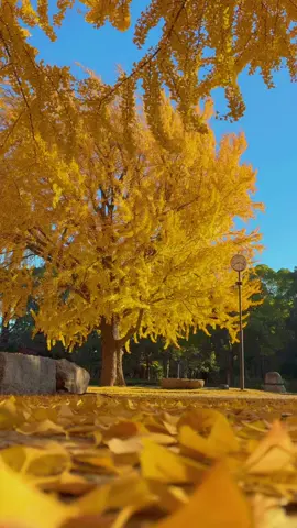 朝の光に染まる、黄金の絨毯 #湘南#平塚 #shonan#hiratsuka#kanagawa