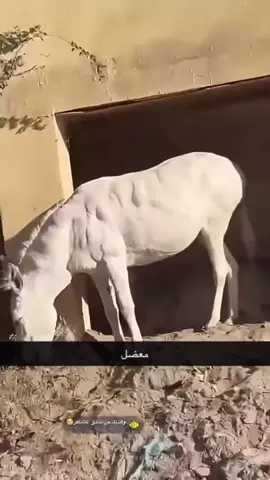 اي بنت تبغاه تقلي بس😂😂💔