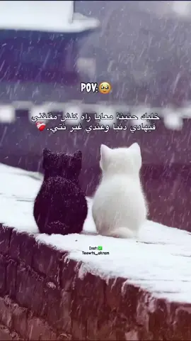 #شعب_الصيني_ماله_حل😂😂  #fyp 