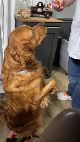 Will stand for treatos 🤭🐾  #belleandleo #goldenretriever #fyp #treatos 