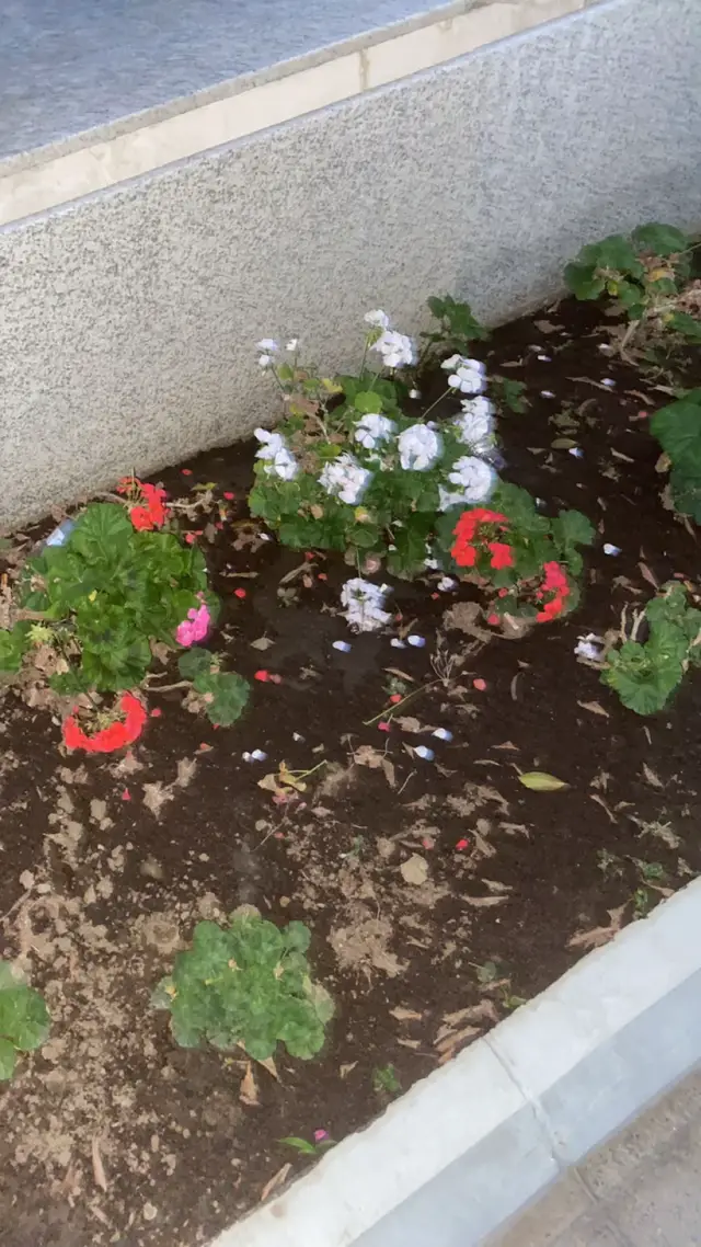 #لايك #اكسبلور #ابها #المونس #شذا_الشُّعراءِ 