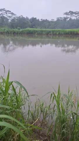 Tilik spot andalan yo kang @masnur_fishing 😂 , iseh haup² jebul e 😂 #mancing #mancingliar #masukberanda #fyppppppppppppppppppppppp #mancingmaniajogjakarta 