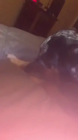 Finley loves going to town on his paws before sleeping. 😴 #australianshepherd #cuddlebuddy 