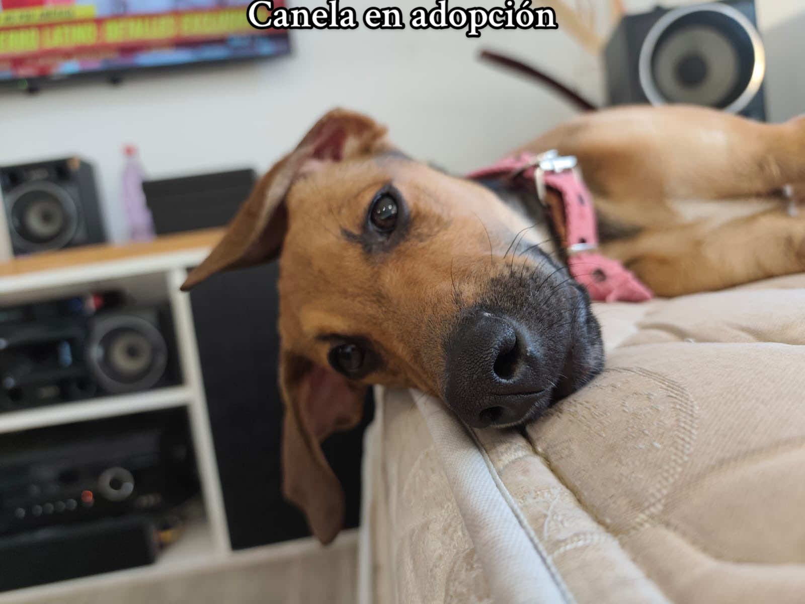 Canela en adopción súper responsable 🙏🏼🙏🏼 Necesita una nueva oportunidad… se merece una familia digna 🙏🏼 Ayudanos compartiendo su historia para derretir muchos corazones 🩷🐾 #adopcionresponsable #rescateanimal #puppy #parati 