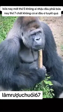 #lâmrượuchuối67 #xuhướng #xuhuongtiktok #xuhuongtiktok2025 #xuhuongtiktok2026 