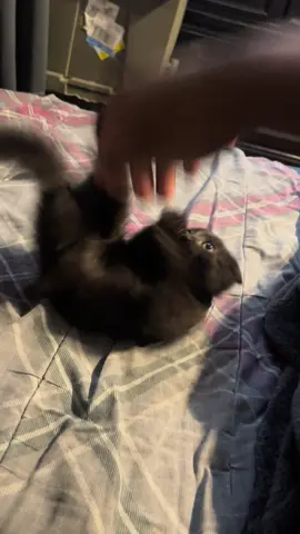 #blackcat #kitten #blackcatsoftiktok #kittensoftiktok #fyp 
