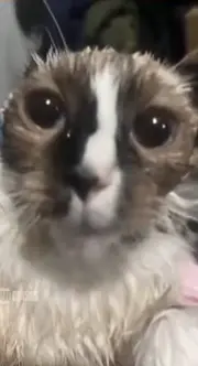 Hora de farmar aura#fyp #foryoupage #foryou #gato #fyppppppppppppppppppppppp 