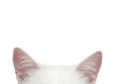 Hi idk what to post #moodboard #ears #animal #fyp #moots? 