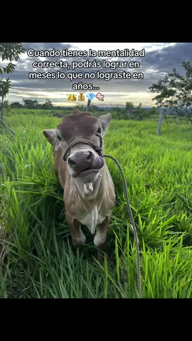 #ganaderia #campo #mentalidad #corridostumbados #viral_video 