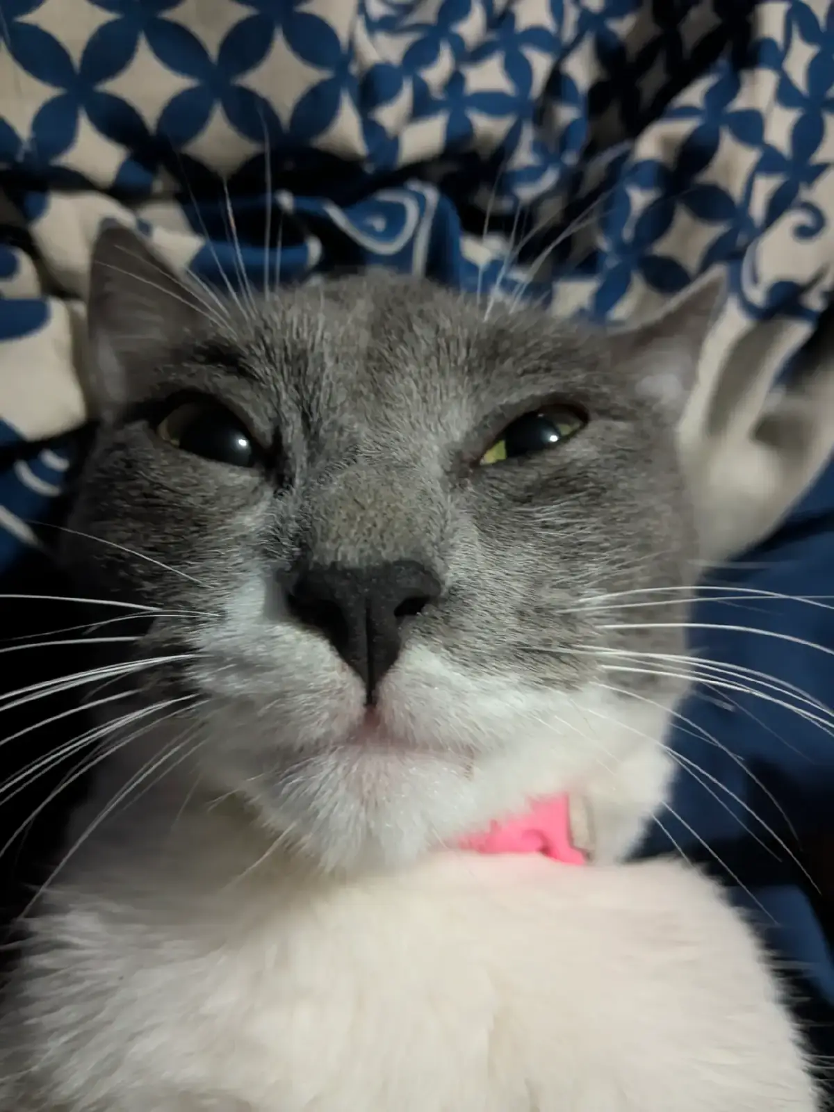 #gatos #paratiiiiiiiiiiiiiiiiiiiiiiiiiiiiiii 