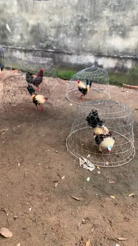 Đúng số ký là lụm nha ae#Tre 