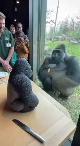 Gorilla funny  🤣 #creatorsearchinsights #fyp #foryou #funny #viral 