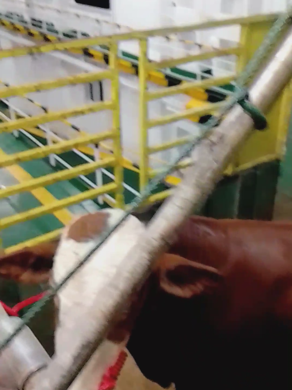 liburan dulu kita pi,, biar ngga bosen di kandang terus 😅 #fypage #peternaksapiindonesia #peternakmuda #penggemukansapi  #sobatngaret 