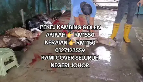 Kami menyediakan perkhidmatan kambing golek untuk semua jenis majlis. 0127123559 kami cover seluruh negeri Johor.