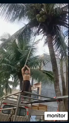 monitor ketua pagi-pagi panen kelapa mudah 😁😁