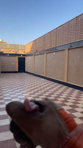 #ماشاءالله #باشق #مالي_خلق_احط_هاشتاقات 