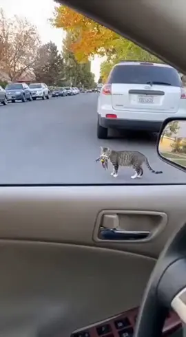 Caught, almost... until the car hit the buzzer. Escape mission: complete! 🐦💨 #catandbird #birdescape #fyp #viral #angrycat 