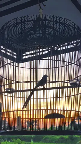 Fighter x Embun= Mode Sad🥀 #muraibatu #kicaumania #foryou #fypage 