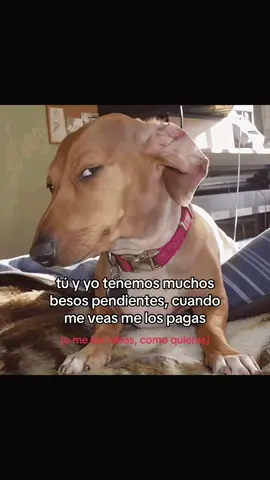 Ya sabes #life #dedicar #foryoupage #healing #perritostiernos 