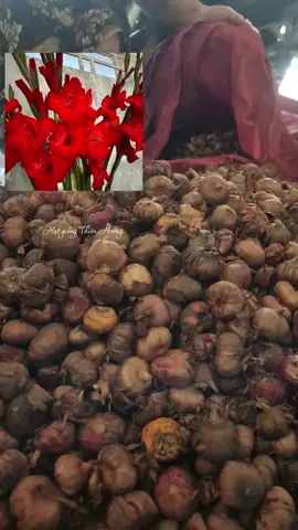 củ giống Lay ơn đỏ trồng tết  là vừa  #gardening #xuhuong #thuhoach 