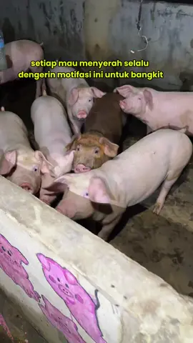 Se fruit motivasi pagi 🕺🏻#pagi #semangat #pejuangrupiah #babi #pigfarm 