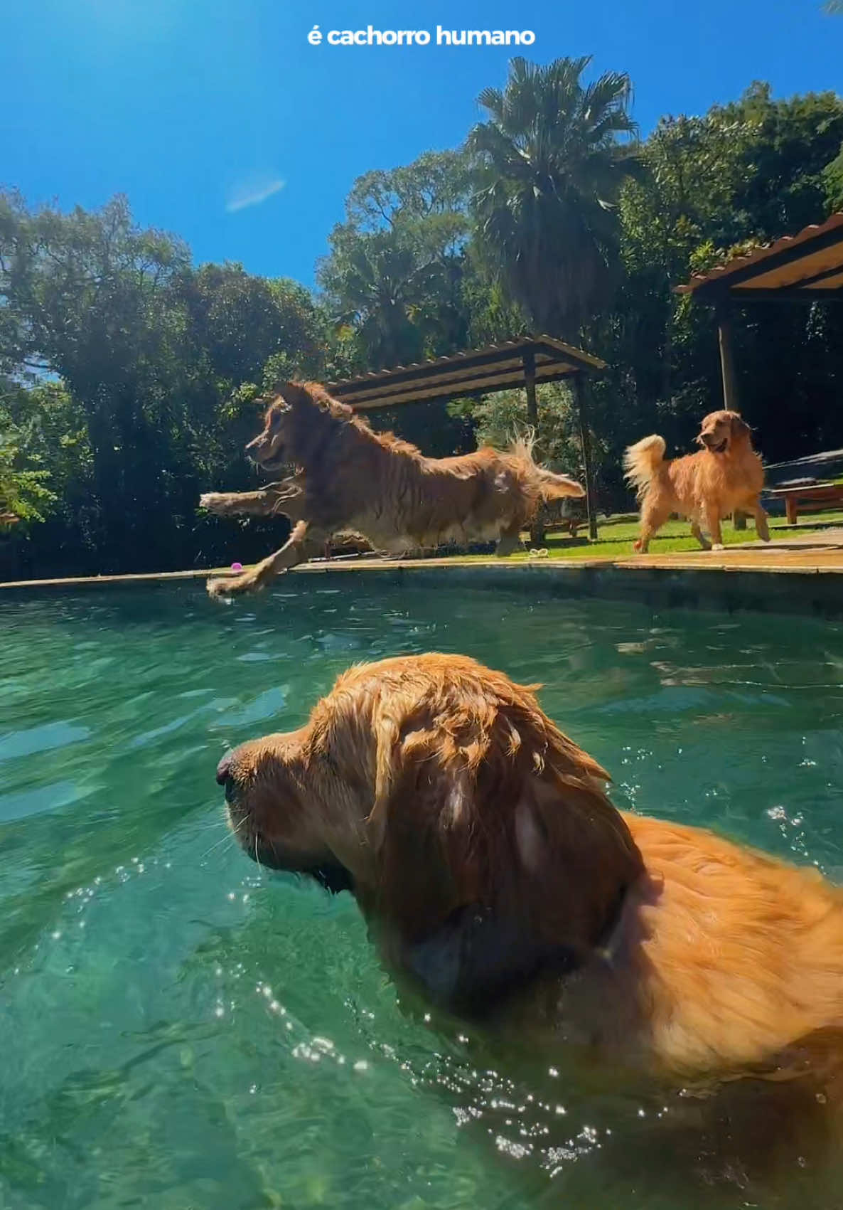 AQUI É TUDO NOSSO @Pousada Gaia Viva #petfriendly 