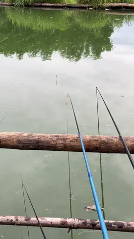 Iwak stress  #macing #malangmicrofishing #wadukkarangkates #malang24jam 