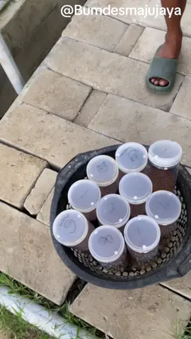 Makan yg lahap ketua  #budidayaikannila #biofloknila #bumdesmajujaya