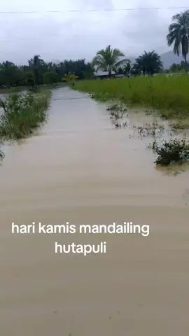 sawah Mandailing hutapuli.. 