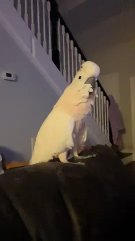 And another thing!!!! #peachesmoluccancockatoo #fyp #parrotsoftiktok #cockatoosoftiktok #nowhispering 