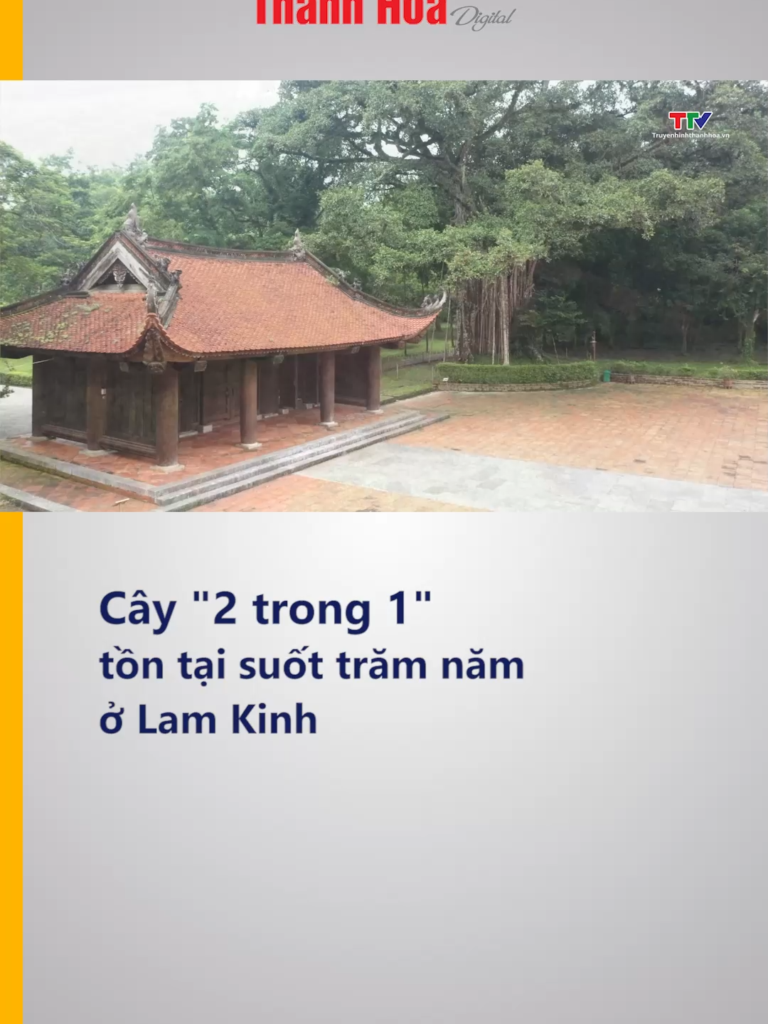 Nổi bật giữa màu xanh trầm mặc của Lam Kinh là cây đa – thị cổ thụ, bóng hình này đã chứng kiến hàng trăm năm lịch sử thăng trầm. Sở dĩ cây đa này có tên là “đa - thị”, bởi nó một gốc 2 cây: cây đa và cây thị. #LamKinh #CâyDiSản #khamphavietnam #DuLịchThanhHóa