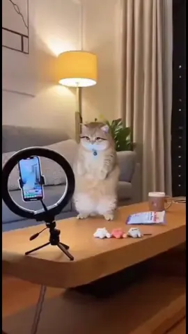 #จ่ายแพงไปทำไม #ทาสแมวของแทร่ #Viralcattiktoks #แมวที่เล่นกีต้าร์ได้นิดหน่อย #คลิปนี้ต้องฟีด  