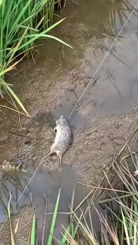 Tanaman tumbuh sehat dan terhindar dari hama #corpcure #hamapadi #wereng #walangsangit #padi 