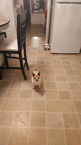 She's always eager to go to bed! just say the word and she'll lead the way ❤️ 🤣 #chihuahua #chihuahuastiktok #cutedogs #funnydogs #bedtime 