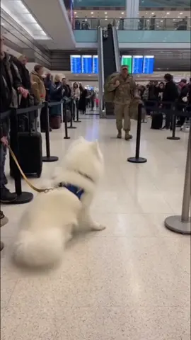 🥰 Smiling Samoyed's joyful reunion with soldier melts hearts in a crowded airport. #dog 