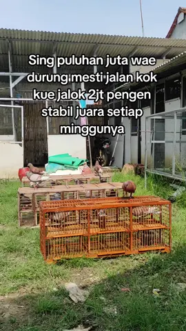 aku yo pengen 😝🌬#indramayupride🏴‍☠️🔥 #ppmbsi #racingpigeon #fyp 