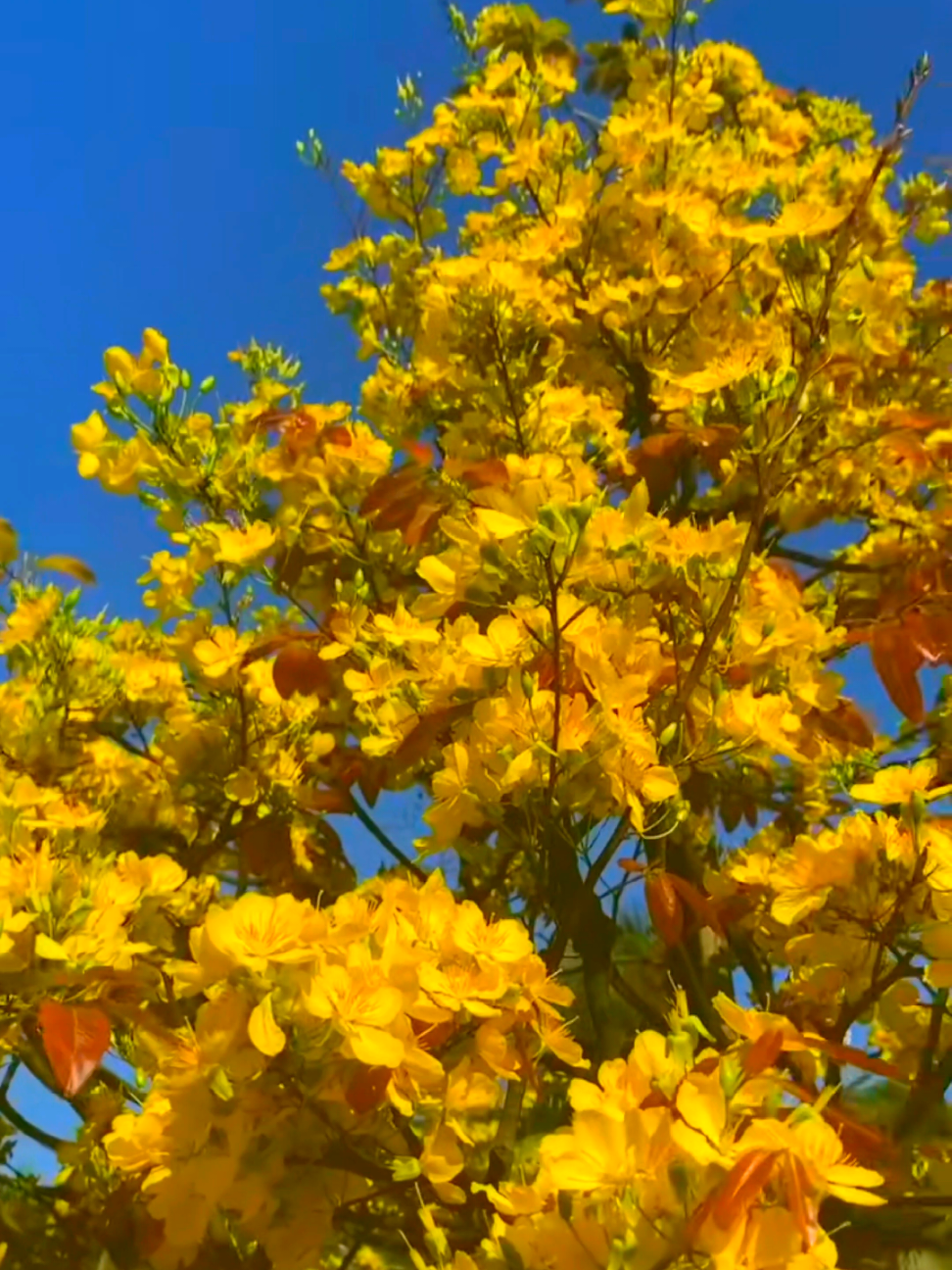 nôn tết 2026 quá điiii#tetnguyendan2026🧧🎆🧨 #thanhthoiluottet #xuhuong #tet2026 #tet 