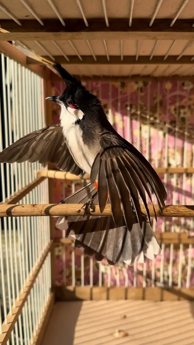 Chuẩn Bị Trình Làng🎁 