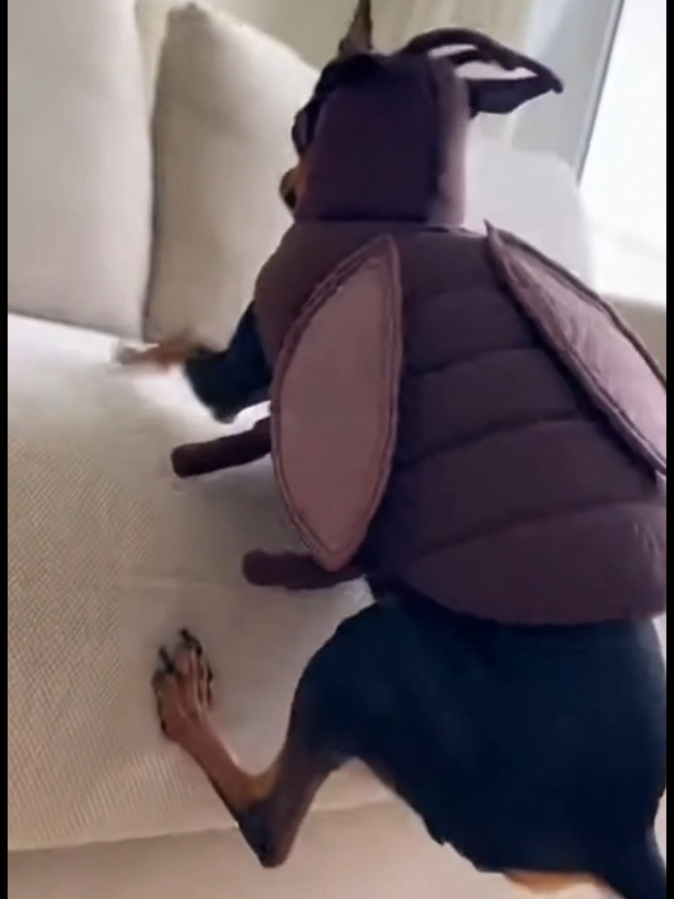 UMA BARATA!!! 😱🐜😂 #PetsOfTikTok #pinscher #dogsoftiktok #fyp 