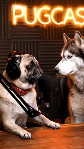 Bruno da un mensaje para los humanos 🐶❤️