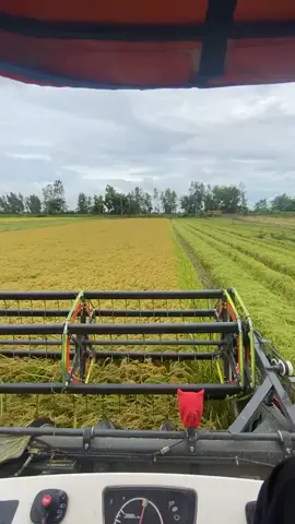 Lai Rai Những Ngày Cuối Đồng 😍💗💗🌾🌾#67angiang❤ #kubota_tractor #kubota #kubota105xบ้าพลัง ##canhđep 