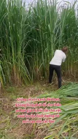 Giống cỏ voi xanh đài loan không lông phải để cho thân nó hơi già 1 tí rồi cắt cho vật nuôi ăn thì dinh dưỡng nó mới cao nhé các bác #channuoi #giongco 