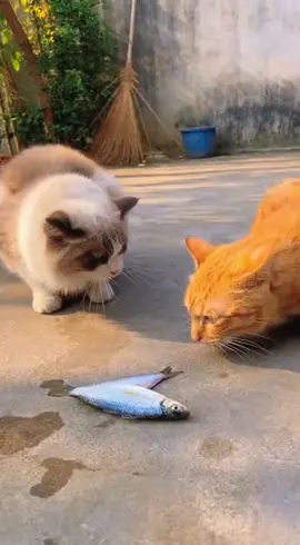 Funny Cat & Dog Moments! 😂#fyp #funnyvideos #cat #dog #viral 